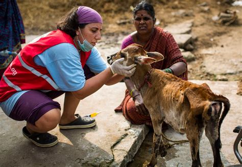 Helping Animals in Disasters - FOUR PAWS in Europe - Animal Welfare Organisation