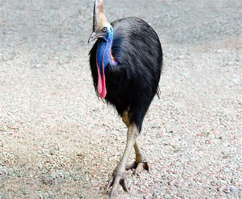 Southern cassowary | San Diego Zoo Kids