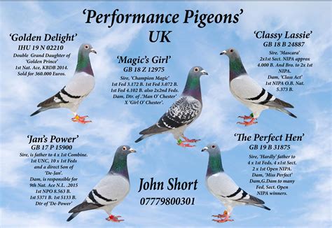 About Us | Performance Pigeons