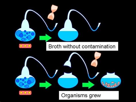 Spontaneous Generation: Definition, Examples, Theory | Biology Dictionary