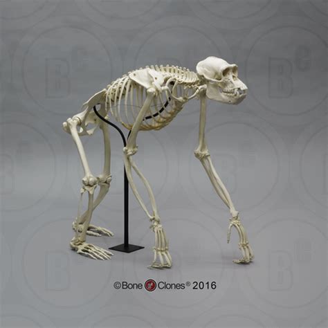 Chimpanzee Anatomy