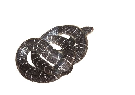 Dangerous Venomous Snake Krait Neurotoxic, Copy, Relaxing, Crawling PNG ...