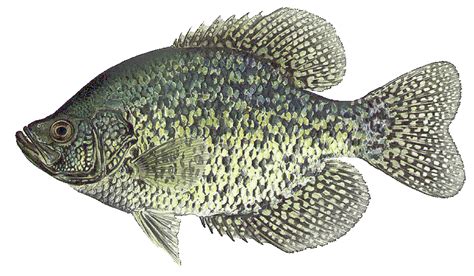 Black crappie White crappie Largemouth bass Fishing Game fish - aquatic animal png download ...