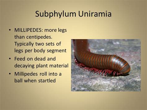 The Arthropods Arthro = jointed, Pod = foot - ppt video online download