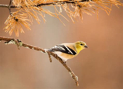 American Goldfinch - Winter Plumage Photograph by Christy Cox - Fine ...