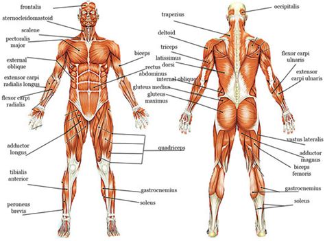 Muscular System Diagram | Quizlet