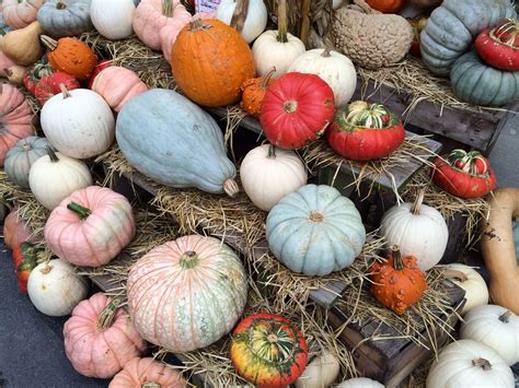 Food or Decoration? Here's Our Heirloom Pumpkin Advice - Wolff's Apple House