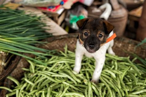 Can Dogs Eat Green Beans? | PetGuide