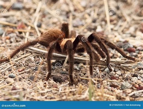 Tarantula Migration Royalty Free Stock Photo - Image: 21552535