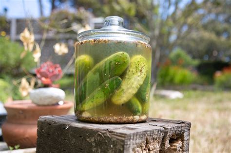 Sour Pickles | Fermentation Recipe