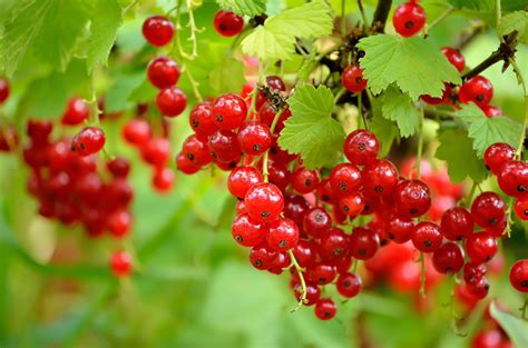 Currant - Red Lake | Berry Plants | Ison's Nursery & Vineyard