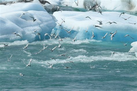 How Far Does the Arctic Tern Migrate? - American Oceans