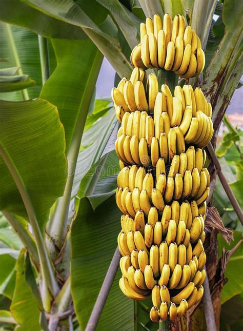 Banana Tree with a Bunch of Ripe Bananas Stock Image - Image of beautiful, closeup: 66670181 ...