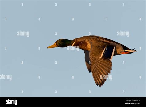 Flying Drake Mallard Stock Photo - Alamy