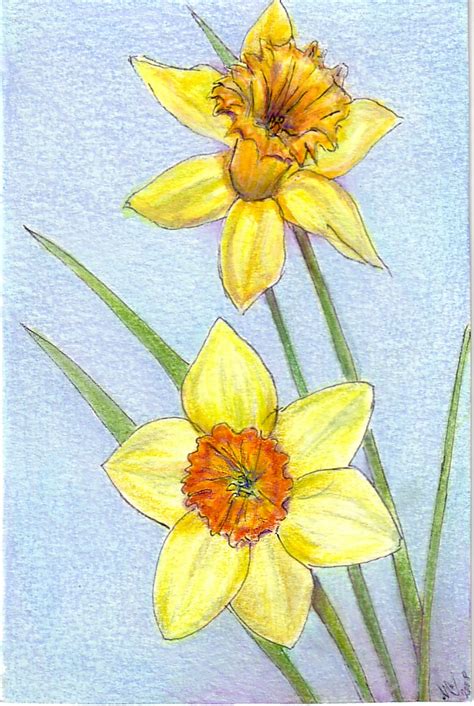 daffodils | See. Draw. Share.