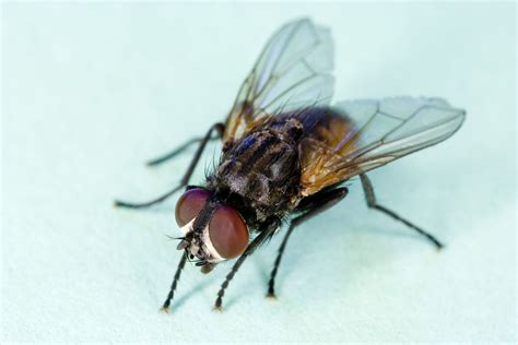 Fly Infestation Causes, in House, Outside and How to Get Rid - American ...