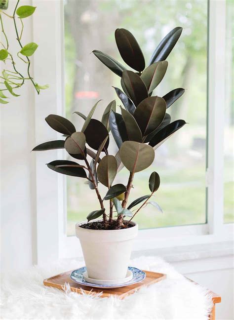 How to Care for a Rubber Tree - Homestyling Guru