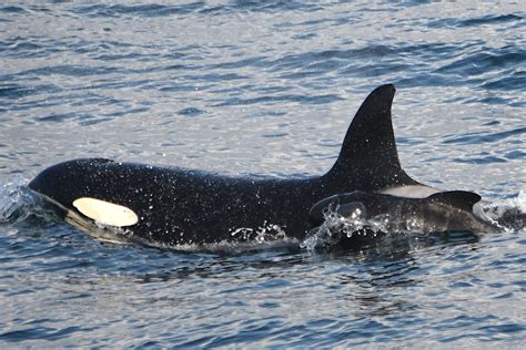 Orca Mom Adopts Baby Pilot Whale in First Known Case of Its Kind - Newsweek