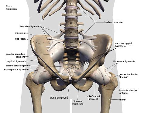 Male Hip Bones And Ligaments Labeled Front View On White Stock Photo - Download Image Now - iStock