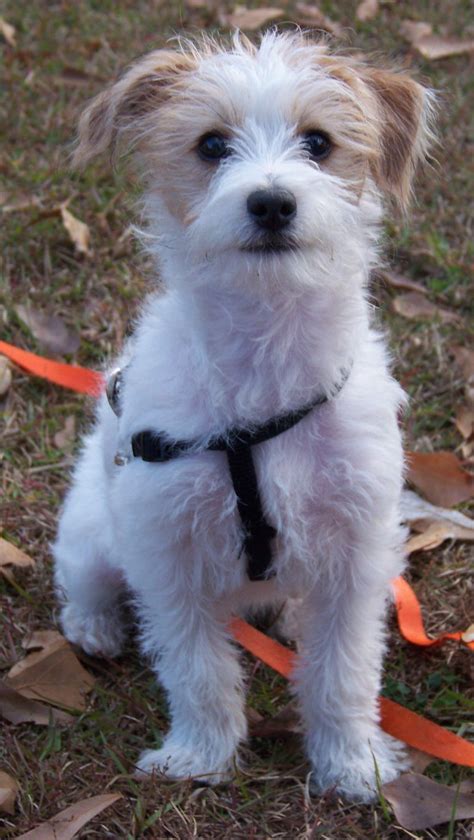 Pin by MyOodle on Jackapoo | Terrier mix breeds, Jack russell terrier puppies, Jack russell ...