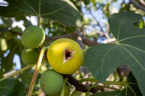 Premium Photo | Fresh organic fig fruit tree