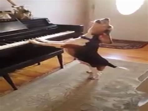 Dog Playing Piano