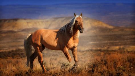 Sand Wash Basin, Colorado Wild Horses Photo Journey | Equitrekking