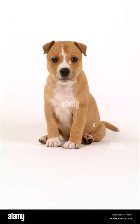 Staffordshire Cross American Pit Bull Terrier Puppy Stock Photo - Alamy