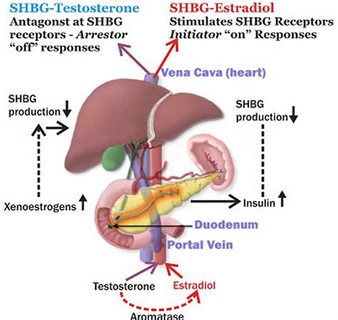 SHBG, sex hormone binding globulin levels, causes of high or low SHBG