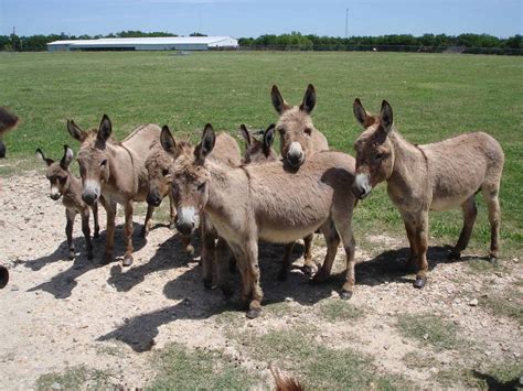 Turning Pointe Donkey Rescue | Donkey Rescue and Adoption