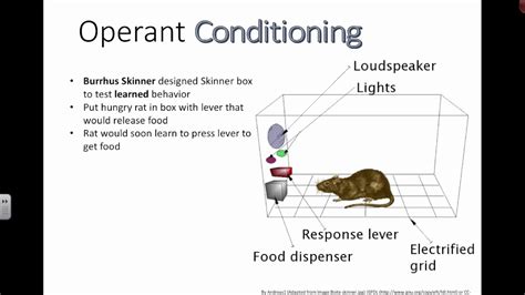 Describe Operant Conditioning in Your Own Words - Rubi-has-Graves