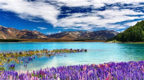 Lake Tekapo Town in the South Island, New Zealand - 360° VLOG