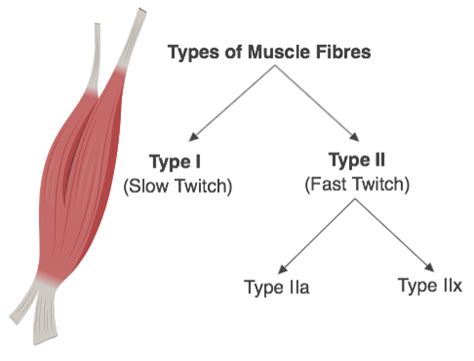 Slow Twitch & Fast Twitch Muscle Fibers | Shane Flynn Fitness