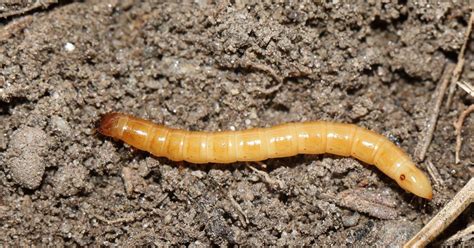 Wireworm-Control: Practical and sustainable control of wireworms – Universität Innsbruck