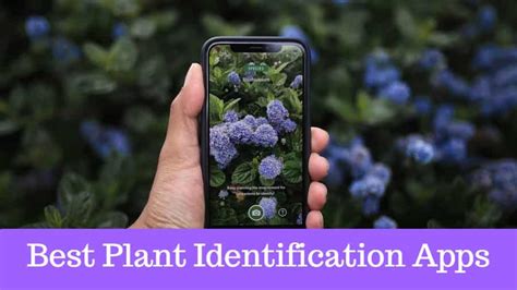 Flower Identification App Android - Best Plant Identification Apps For Android Devices 2021 / 7 ...