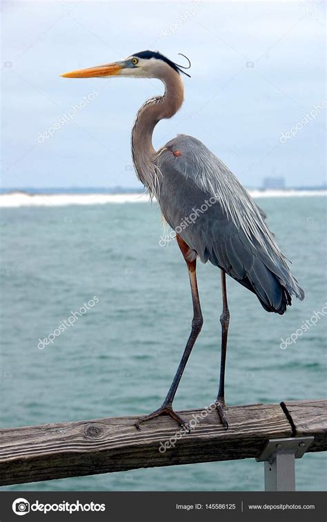 Great Blue Heron Stock Photo by ©howdy76 145586125