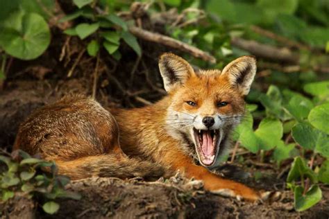 9 Biggest Predators for Foxes - Gardenia Organic