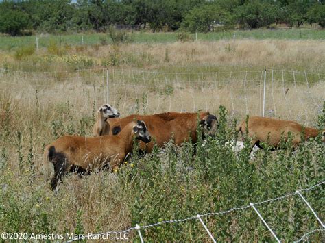 Barbados Blackbelly – Amestris Mars Ranch