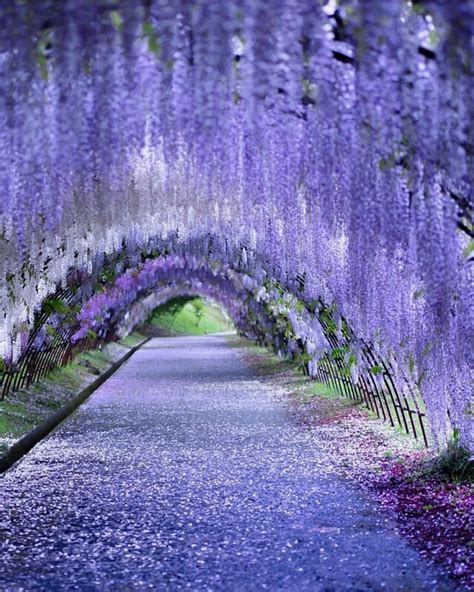 Wisteria lane in Japan 💜💜💜 . Pic by @puraten10 #bestplacestogo for a ...