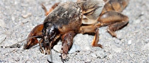 Mole Cricket Pictures - AZ Animals