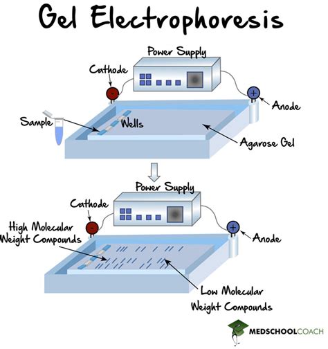 Gel Electrophoresis, PAGE, SDS- PAGE – MCAT Biochemistry | MedSchoolCoach