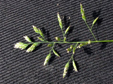 Poa Annua Vs. Crabgrass: What’s The Difference?