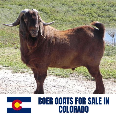 Boer Goats for Sale in Colorado: Current Directory of Boer Goat Breeders in Colorado - Boer Goat ...