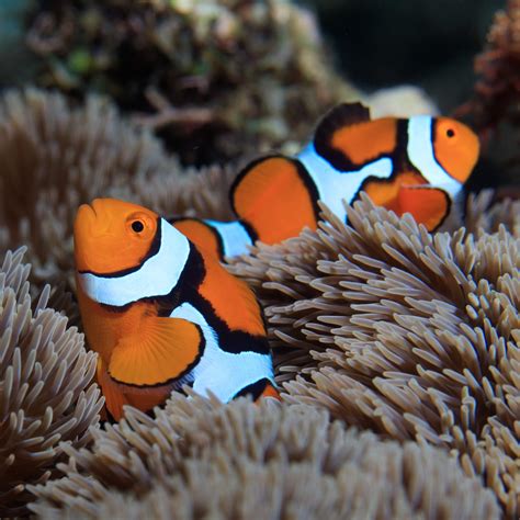Distinctive white stripes in clownfish form at different rates ...