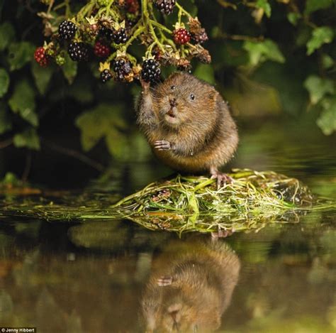 Wildlife photography contest winning pictures | Daily Mail Online