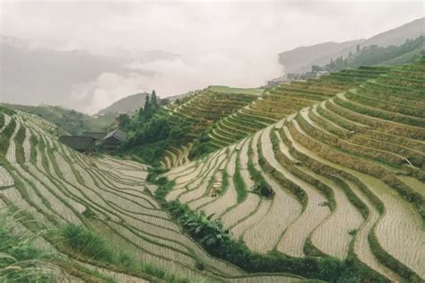 Hiking the Longji Rice Terraces: A Complete Guide