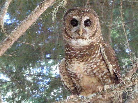 Spotting the Spotted Owl: 30 Years of Forest Disturbance