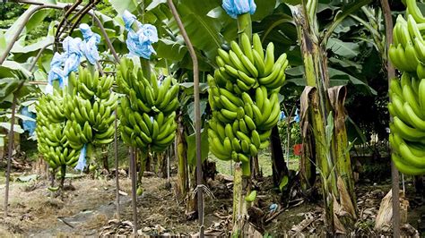 Soil Colonization Seen Effective To Control Banana Disease | PAGEONE