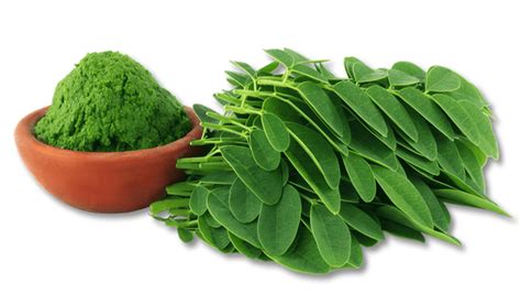 Miraculous Moringa Tree Leaves Weight Loss | Blog Dandk