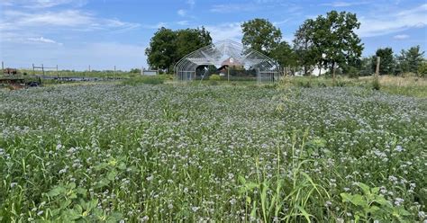 A Guide to Fall Cover Crops and Their Importance